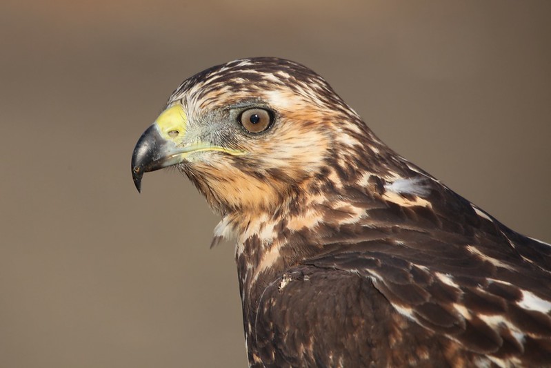 Galapagos Hawk (Buteo galapagoensis)