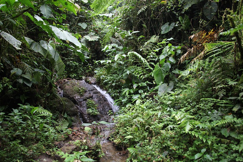 Walking up the stream