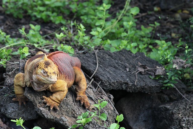 Land Iguana (Conolophus subcristatus)