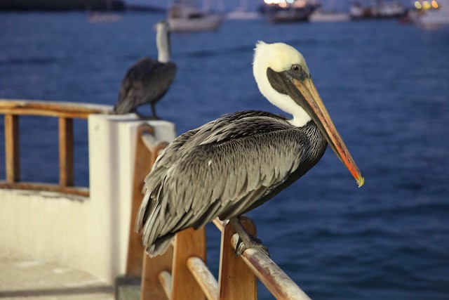 Galapagos Pelican (Pelecanus occidentalis)