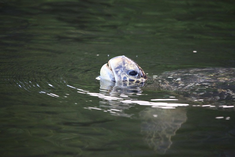 Galápagos green turtle (Chelonia mydas agassisi)