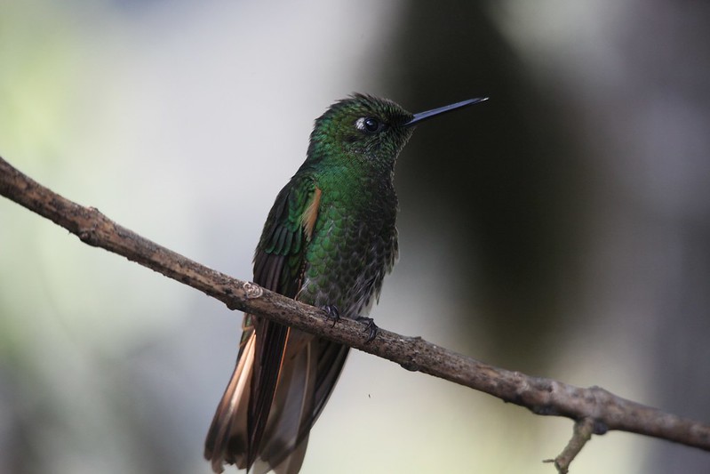 Buff-tailed Coronet Hummingbird (Boissonneaua flavescens)