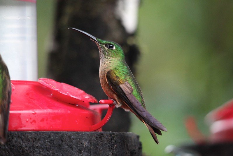 Broad-tailed Hummingbird (Selasphorus platycercus)