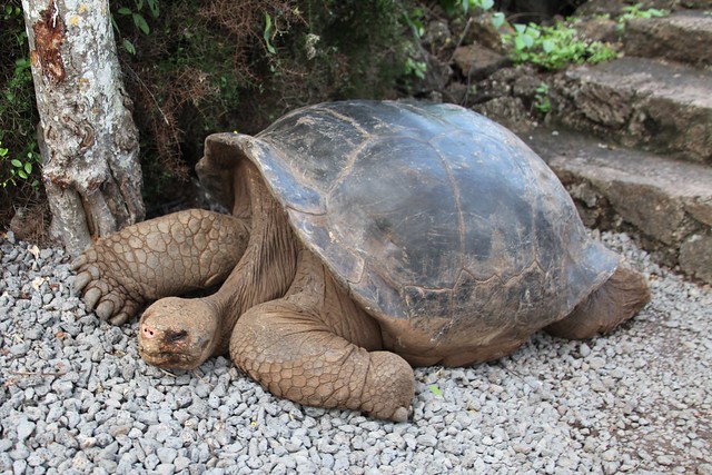 Galápagos tortoise (Chelonoidis nigra abingdoni)