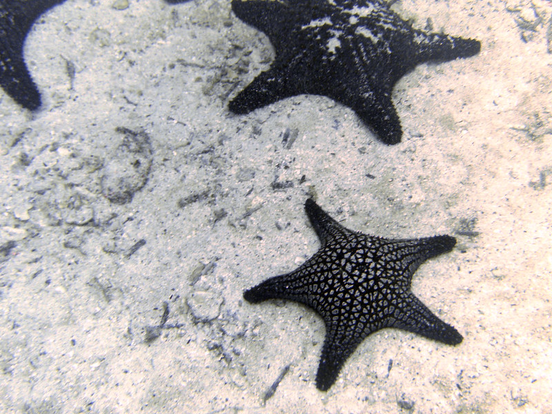 Panamic Cushion Sea Star (Pentaceraster cumingi)