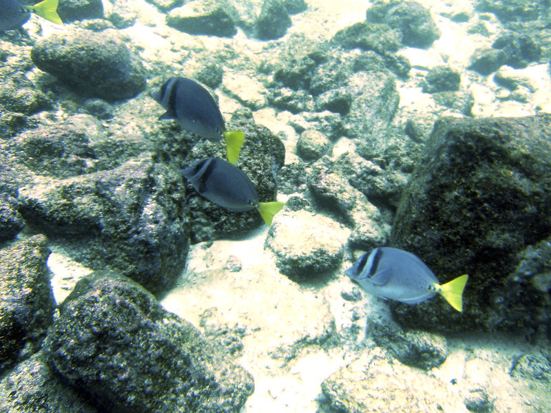 Razor Surgeonfish (Prionurus laticlavius)