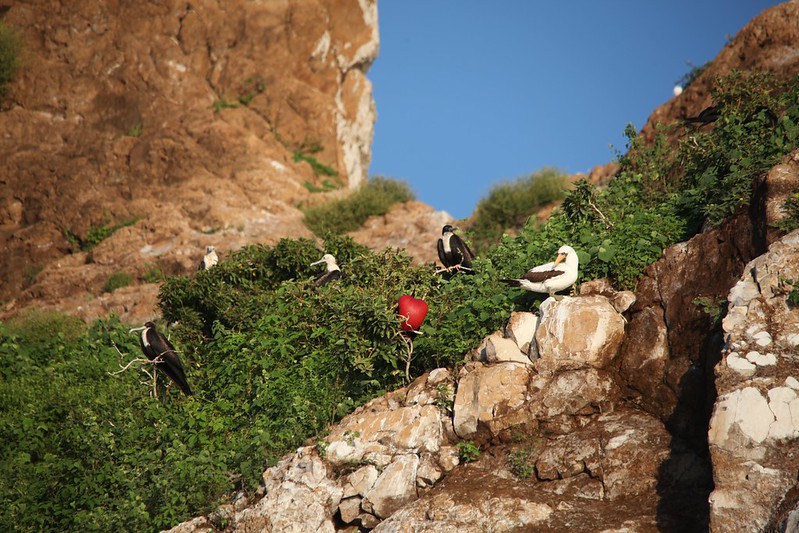 Magnificent Frigatebirds on Leon Dormidos