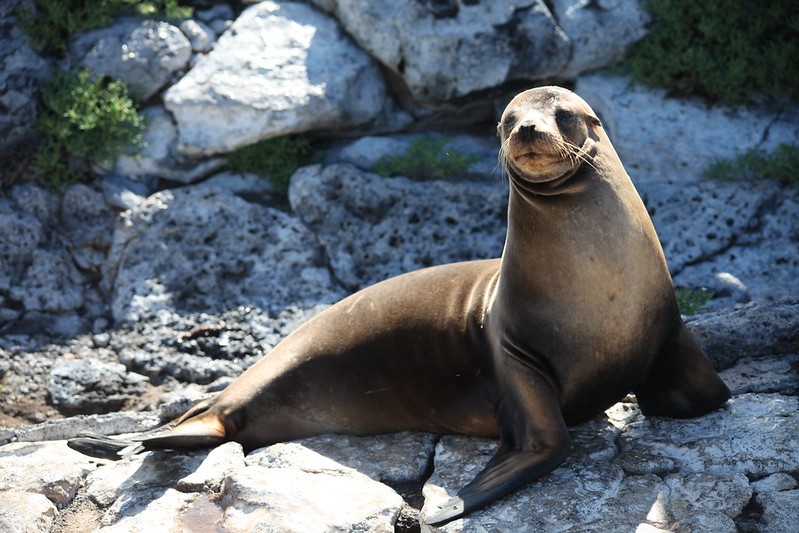 Galápagos Sea Lion (Zalophus wollebaeki)