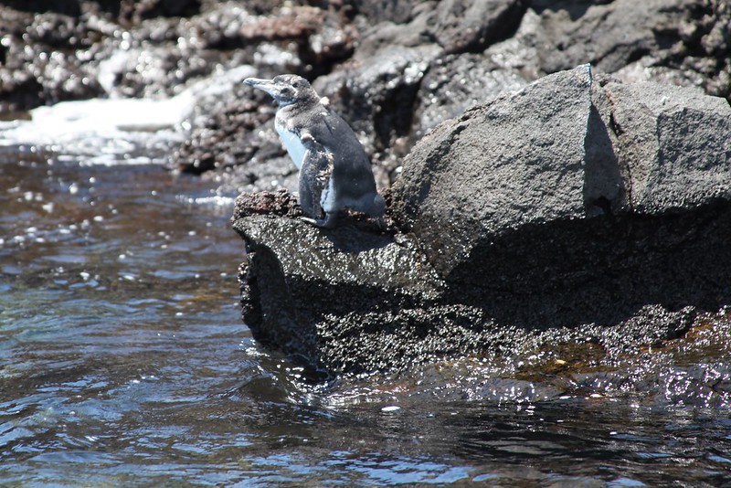 Galápagos Penguin (Spheniscus mendiculus)