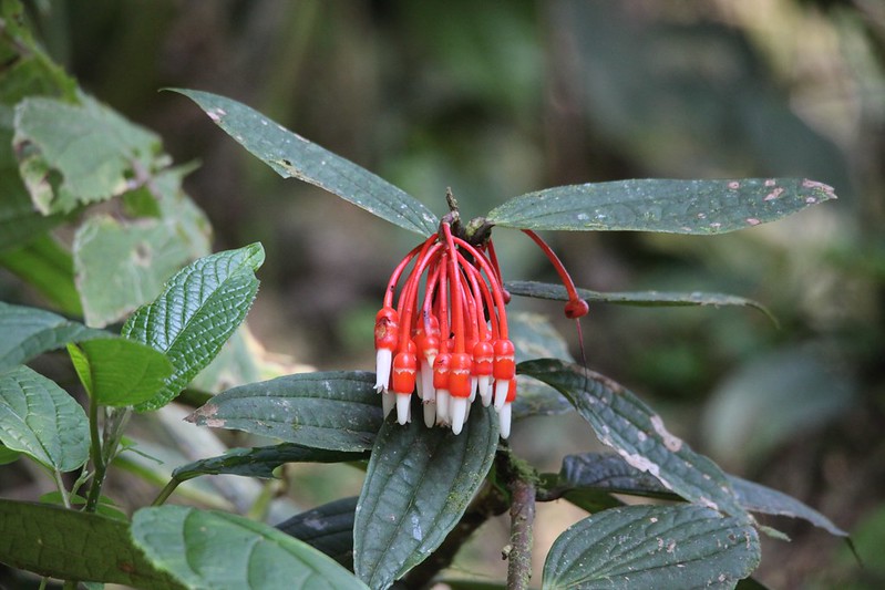 Inca’s Earring flower