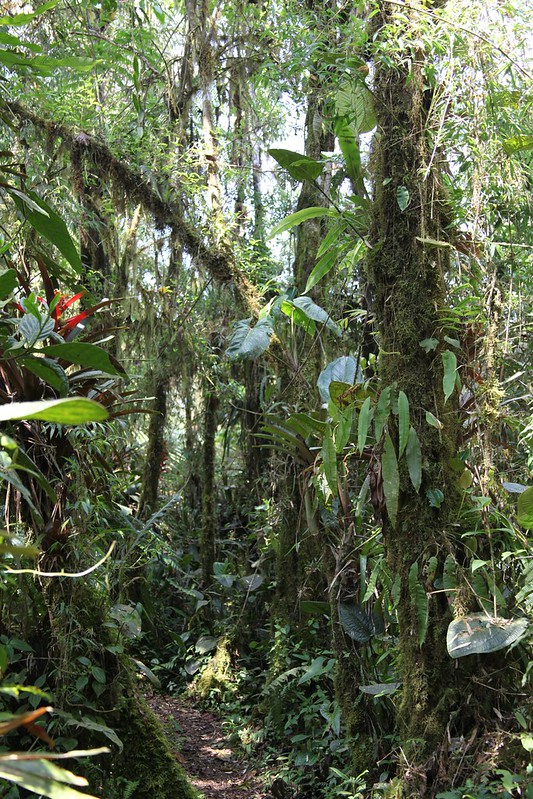 Bellavista Cloud Forest