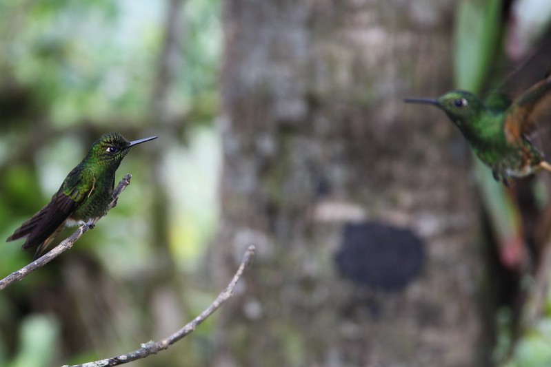 Hummingbirds