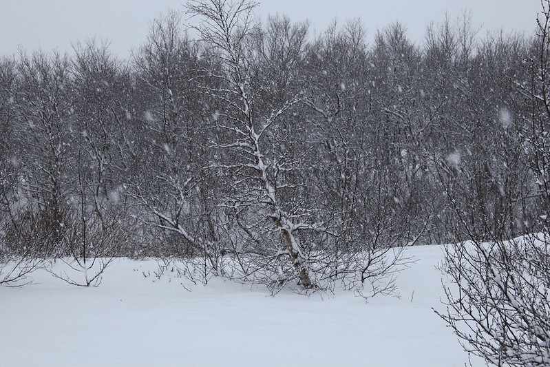 Geysir – The snow covers all