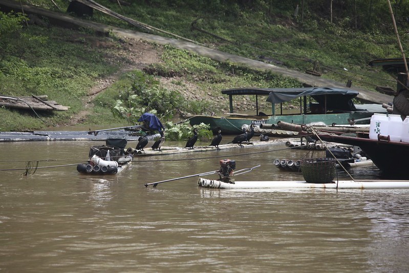 Cormorant Fishing