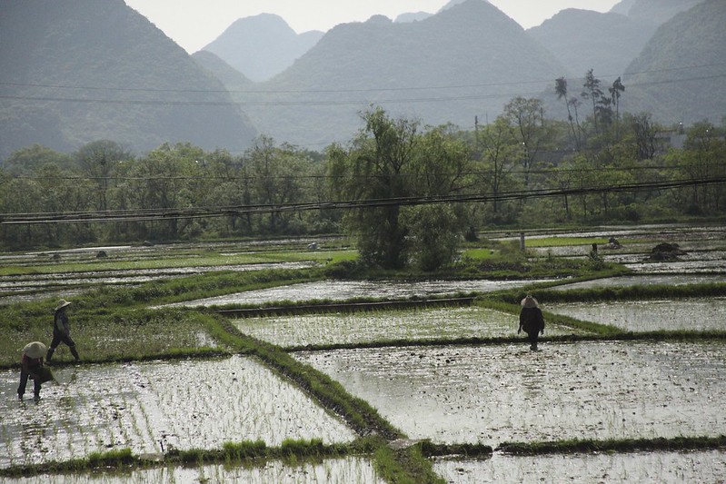 Rice Paddies