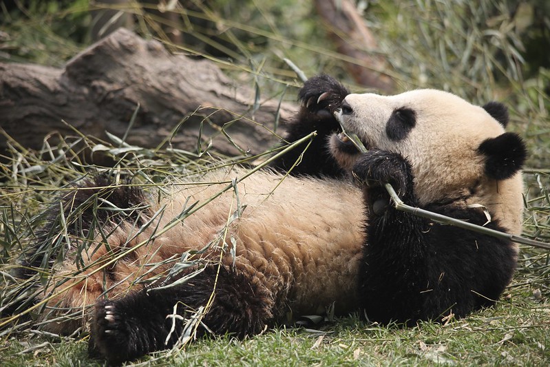 Giant Panda Cub chewing bamboo