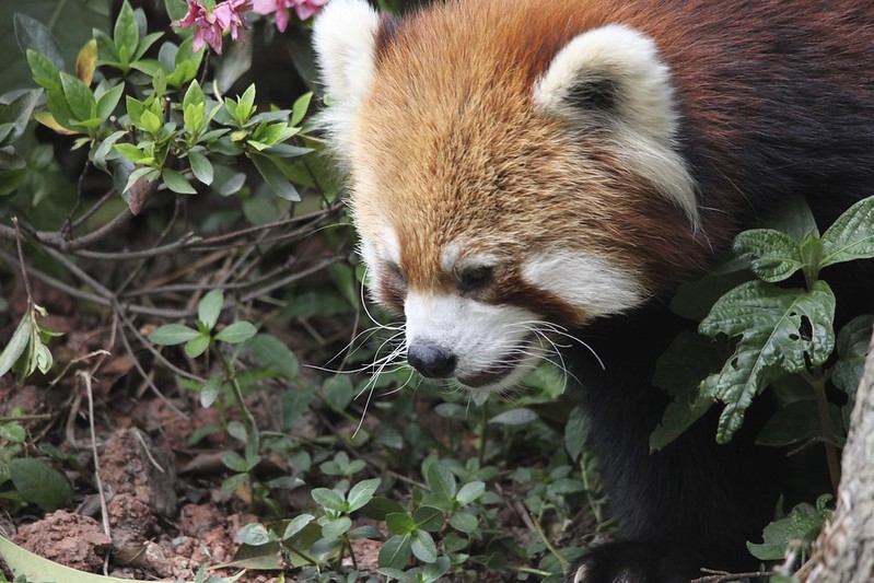 Red Panda (Ailurus fulgens)