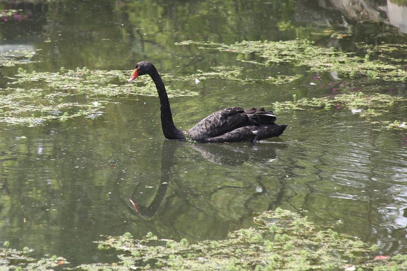 Black Swan (Cygnus atratus)