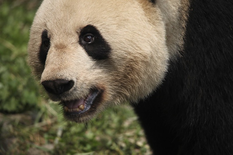 Giant Panda (Ailuropoda melanoleuca)