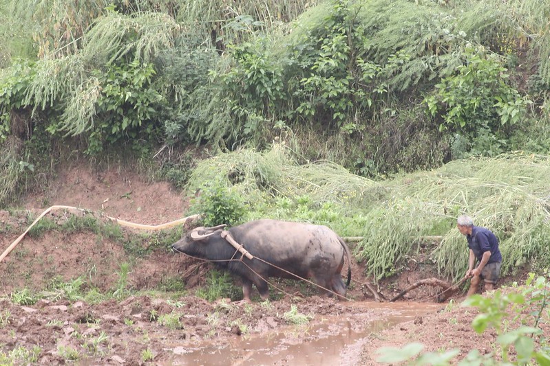 Asian Water Buffalo (Bubalus bubalis) – Ploughing