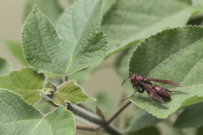 Potter Wasp