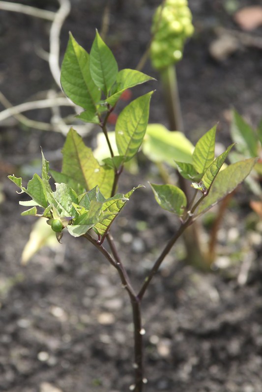 Atropa bella-donna