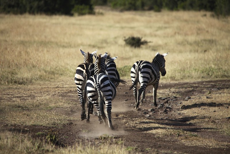 Plains Zebra (Equus quagga) running away