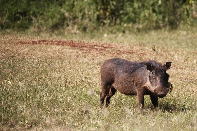 Common Warthog (Phacochoerus africanus)