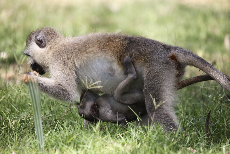 Female Adult Vervet monkey (Chlorocebus pygerythrus) and baby