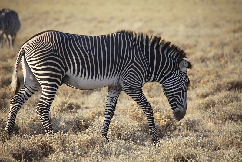 Grévy’s zebra (Equus grevyi)