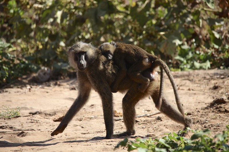 Olive Baboon (Papio anubis) with a baby