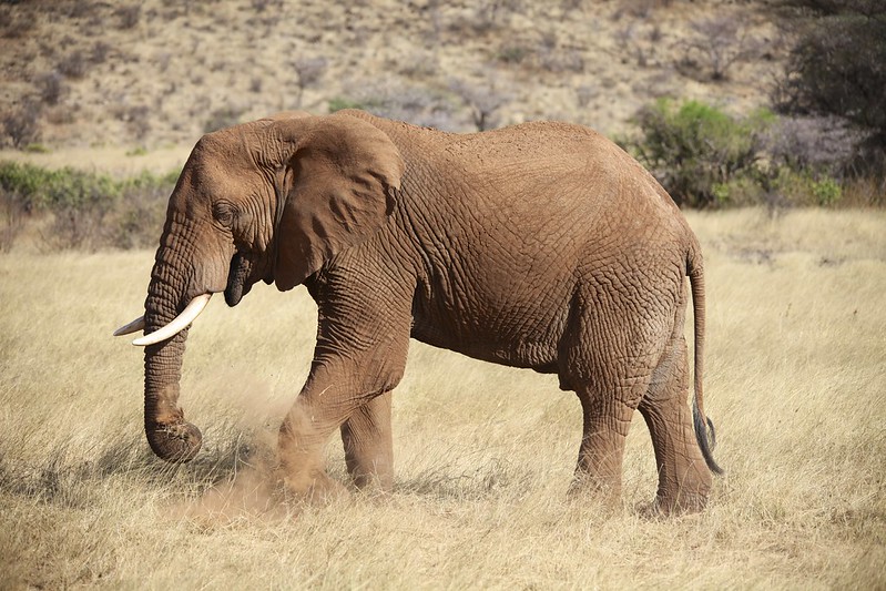 Savannah (African) Elephant (Loxodonta africana)