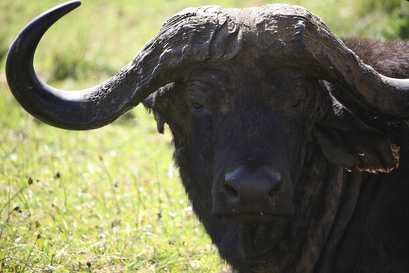 African Cape Buffalo