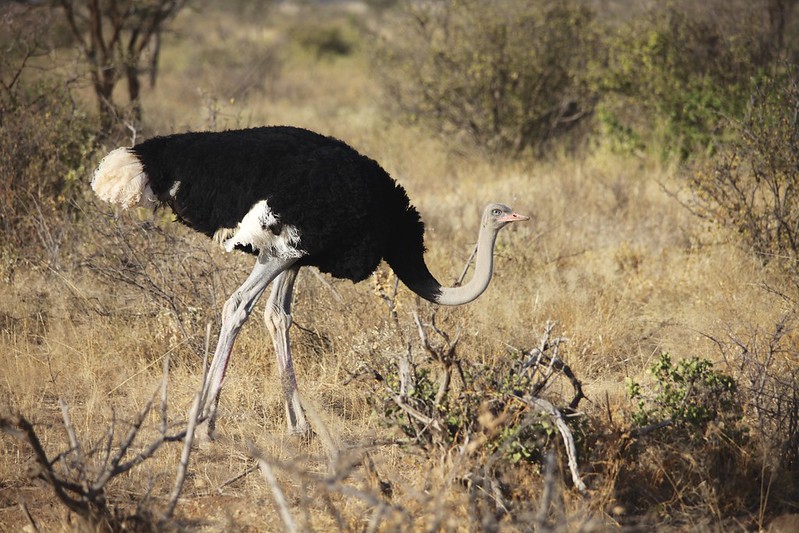 Ostrich (Struthio camelus)