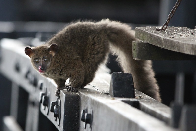 Bush baby