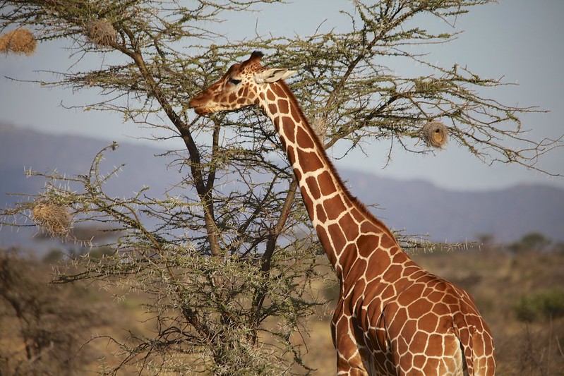 Reticulated Giraffe (Giraffa camelopardalis reticulata)