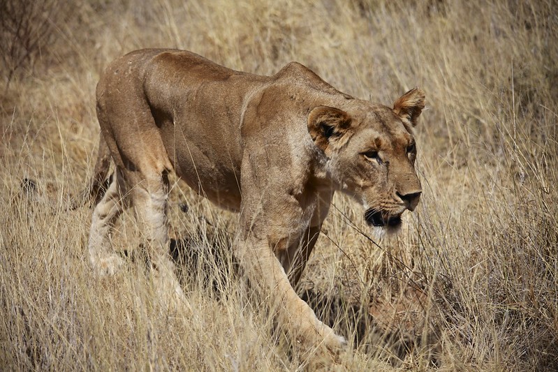 Female Lion (Panthera Leo)