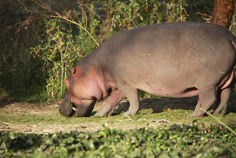 Hippopotamus (Hippopotamus amphibius)