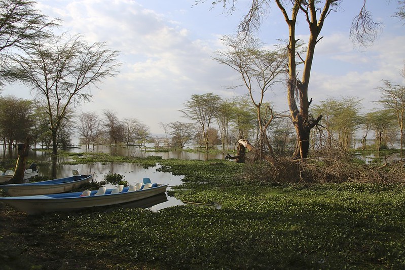 Lake Nakura