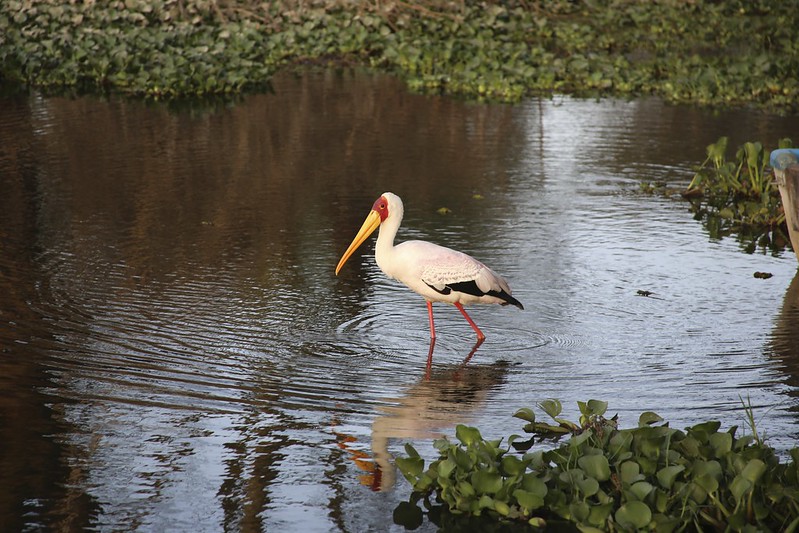 Yellow-billed Stork (Mycteria ibis)