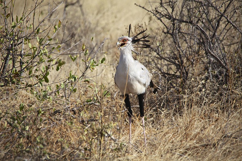 Secretary Bird (Sagittarius serpentarius)