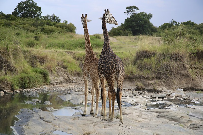 Masai Giraffes