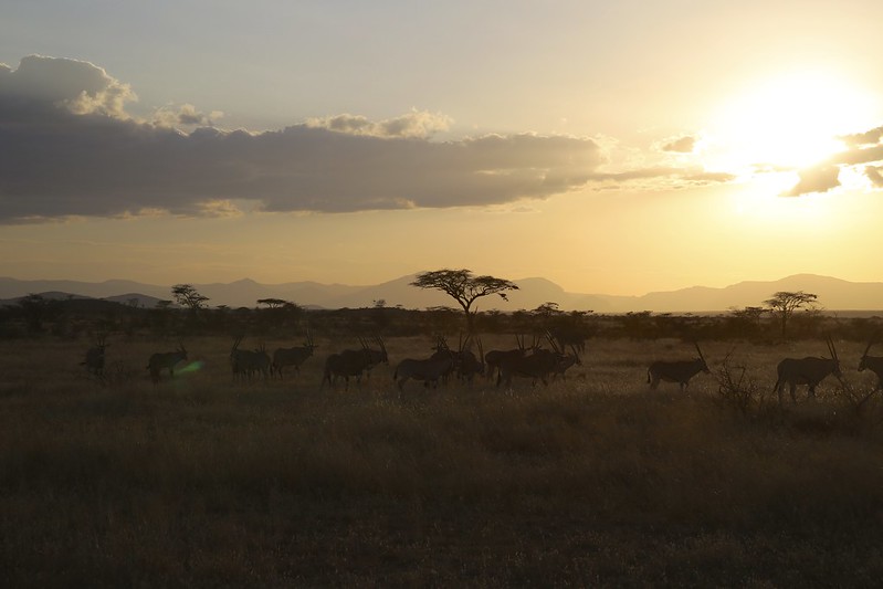 Sunsets on an Eland herd in Samburu