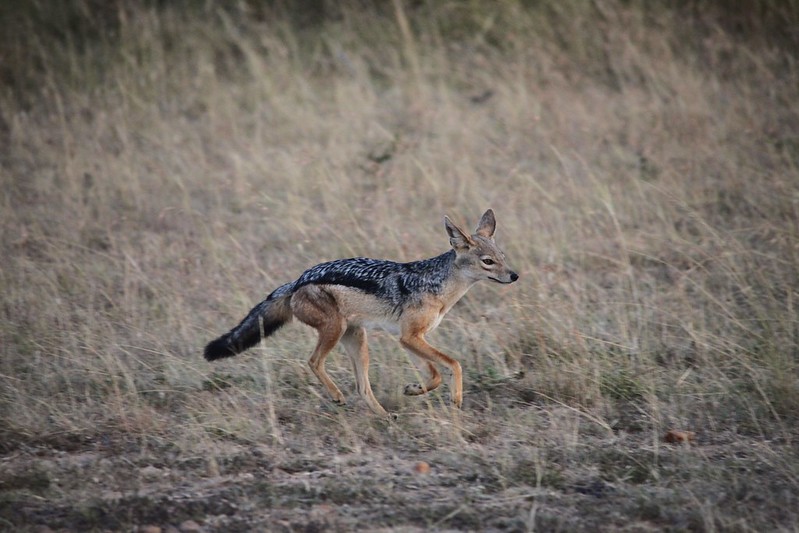 Jackal