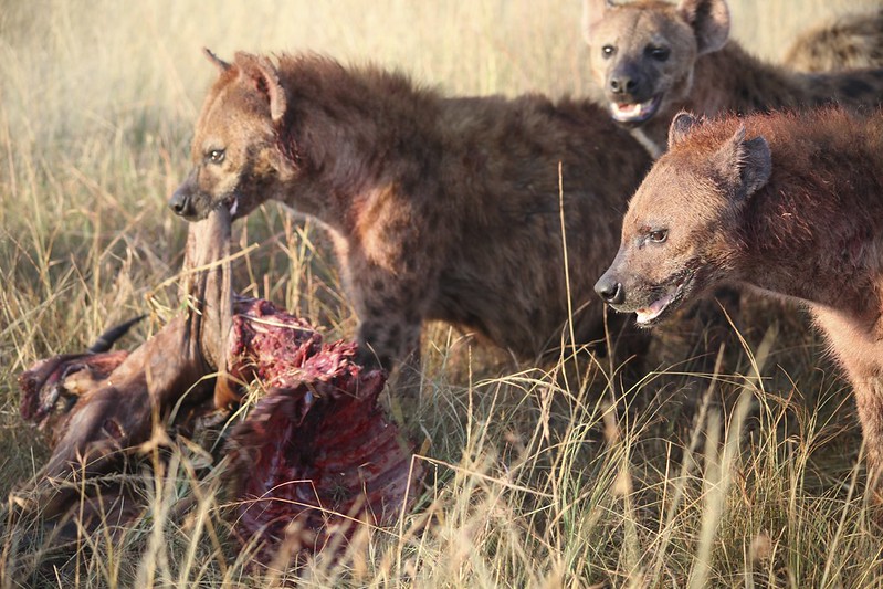 Hyenas feeding