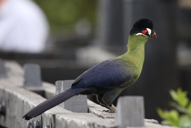 Hartlaub’s Turaco (Tauraco hartlaubi)