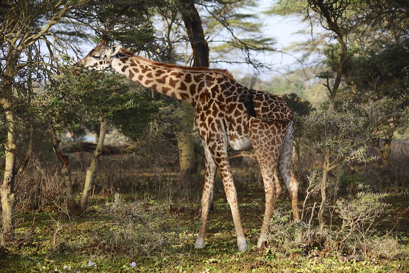 Masai Giraffe