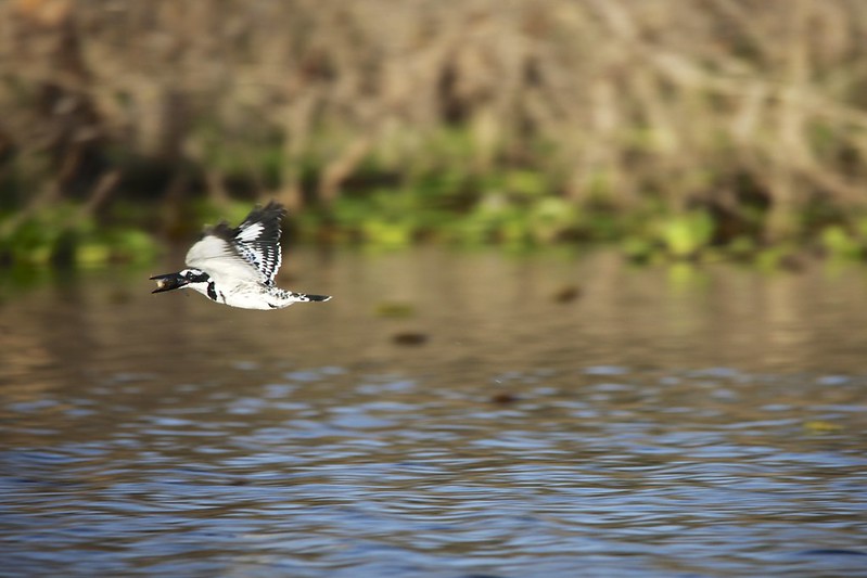 Pied Kingfisher (Ceryle rudis)
