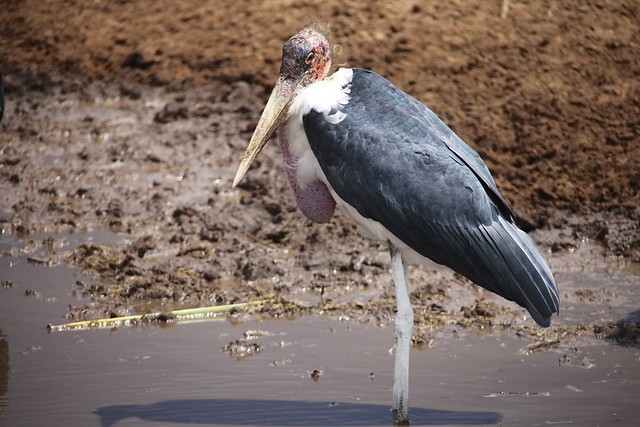 Marabou Stork (Leptoptilos crumeniferus)