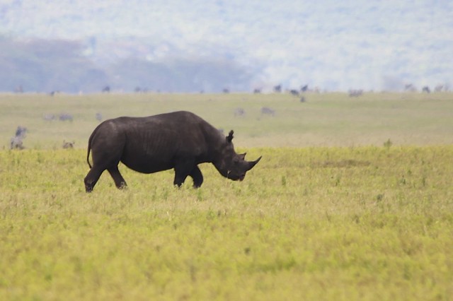 Black Rhino (Diceros bicornis)